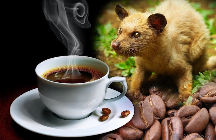 Qual o sabor do Kopi Luwak? Descubra essa experiência única