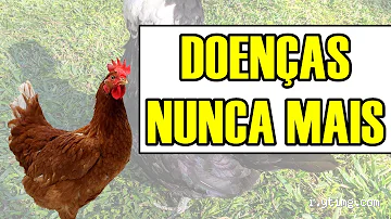 Melhorando o Bem-Estar das Galinhas: O que Adicionar à Sua Água?