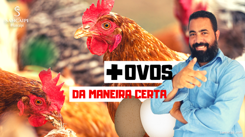 Qual ração para galinha botar ovo? Descubra a melhor alimentação