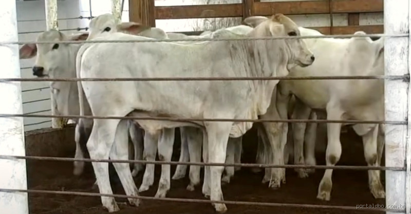 Quanto custa uma bezerra de 8 meses? Veja antes de comprar