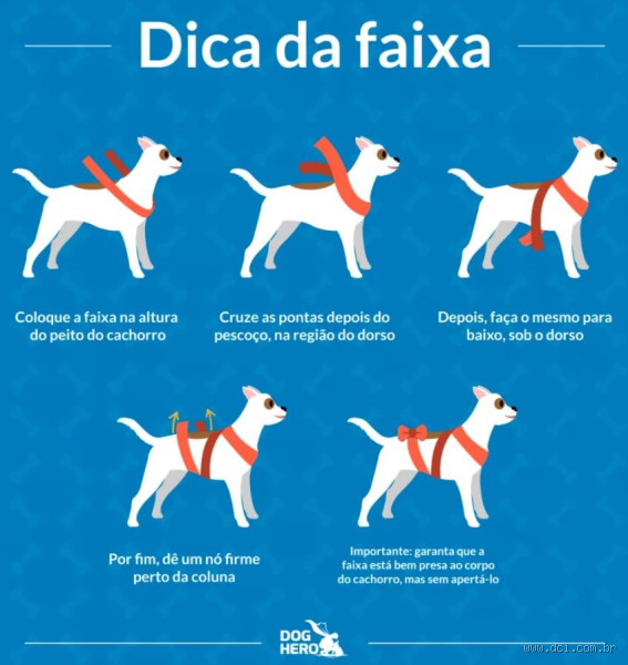 Como acalmar um cachorro?