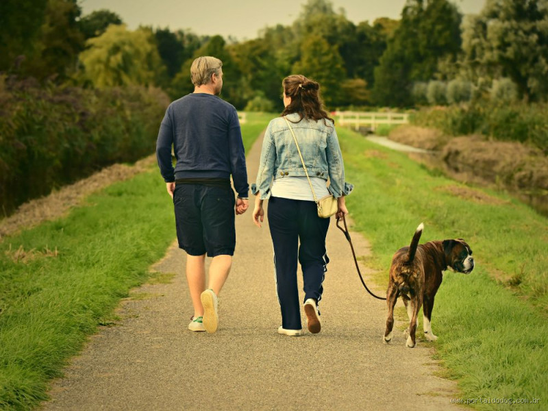 É necessário passear com o cachorro todo dia?
