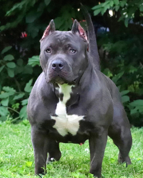 Pode Confiar em Pitbulls? Desvendando Mitos e Aprofundando a Verdade Sobre sua Lealdade e Personalidade!