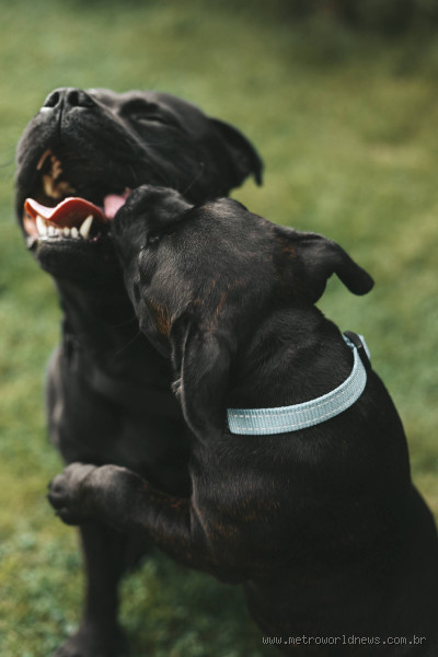 Qual cachorro tem menos doença? Descubra os cães mais saudáveis!
