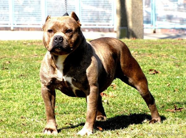 Qual Raça de Cachorro É Mais Valente? Descubra as Características e Histórias dos Melhores Protetores!"  