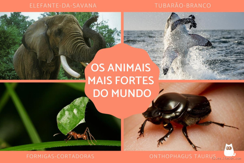 Qual é o animal que vale mais? Descubra os mais valiosos!