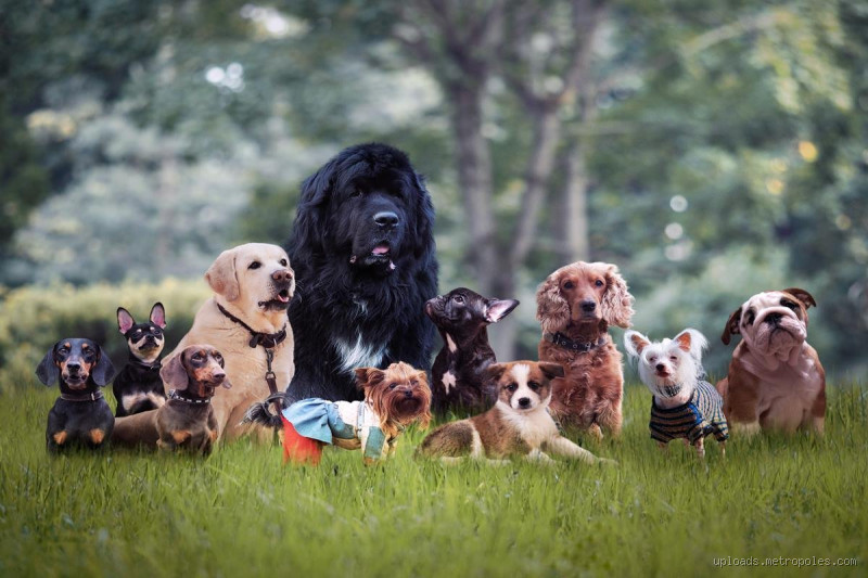 Qual é o cachorro mais fácil do mundo? Descubra a raça ideal para você