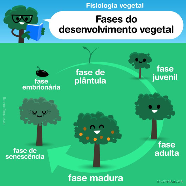 Como se dá o crescimento da árvore? Descubra o processo fascinante