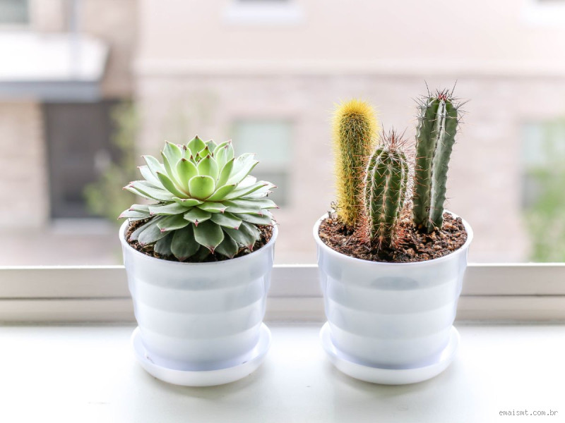 O que fazer para o cacto crescer rápido? Dicas infalíveis!