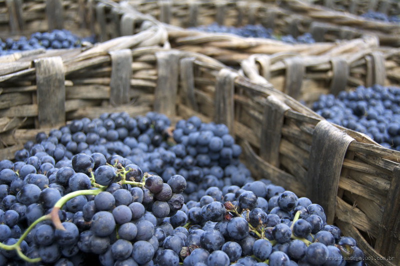 O que significa Nebbiolo? Desvende o mistério dessa uva incrível