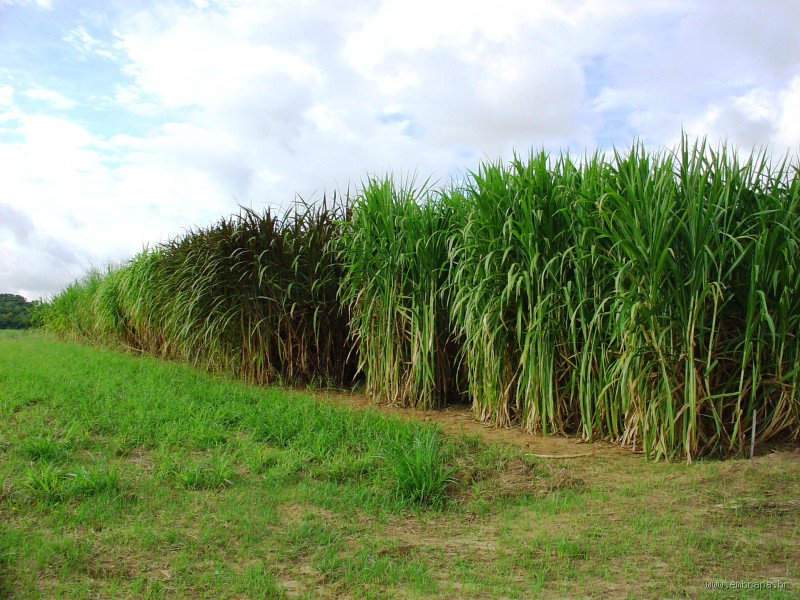 Qual altura do capim-elefante? Descubra tudo sobre essa planta gigante!