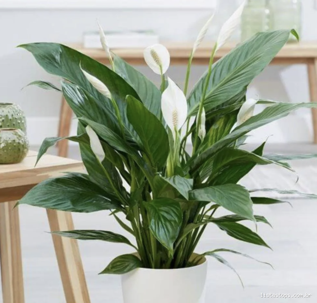 Qual é o lírio-da-paz? Conheça a planta que purifica o ar