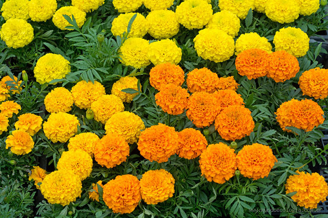 Qual o nome da flor de defunto? Descubra o Mistério dessa Flor