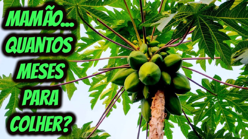 Quanto tempo leva para um pé de mamão dar frutos?