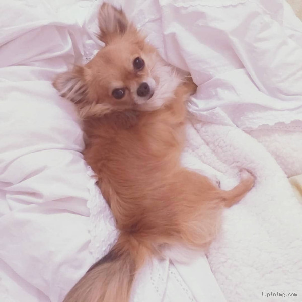 Como é um cachorro mimado?