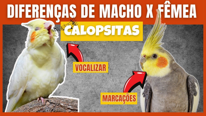 Como Saber se a Calopsita é Adulta? Descubra os Sinais Cruciais