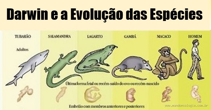 Em quais pilares o darwinismo se baseia? Descubra os fundamentos da teoria