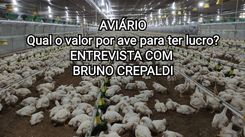 Quanto Você Pode Ganhar Investindo em um Aviário: Análise Completa de Custo e Lucratividade