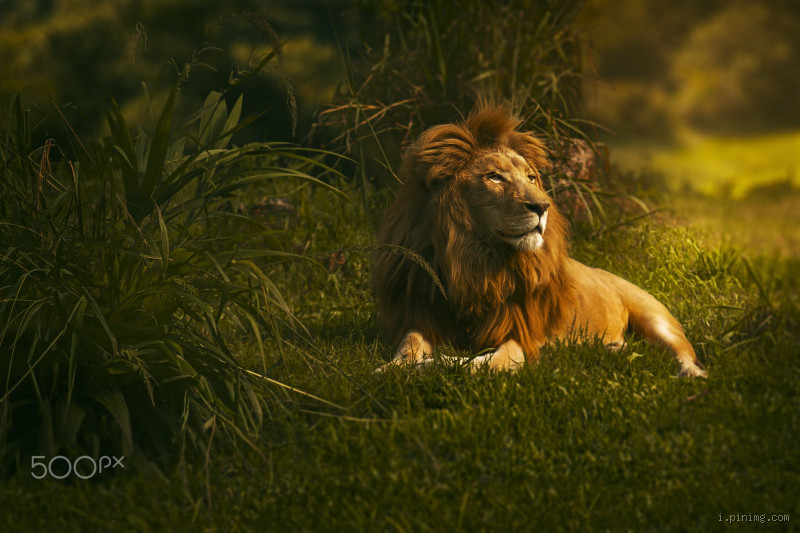 Quem descobriu o leão? A história fascinante por trás do "rei da selva"