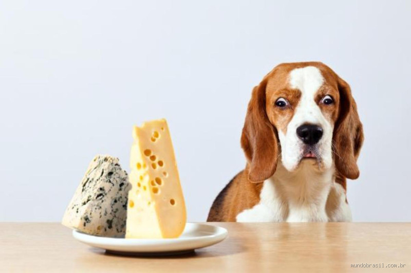 Faz mal cachorro comer queijo? Descubra a verdade!