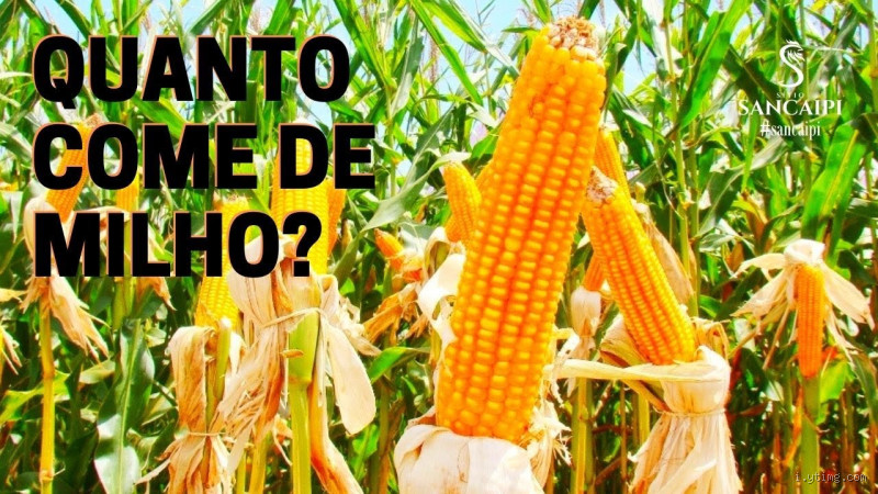 Qual a quantidade de milho para cada galinha?