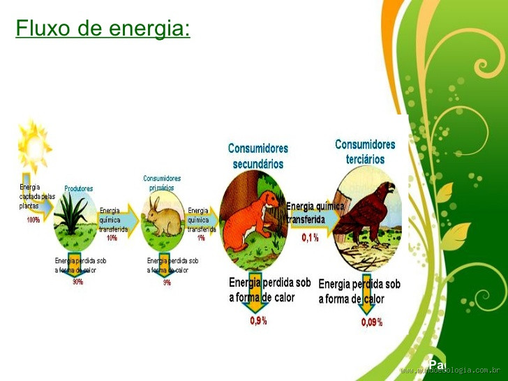Quanto tempo demora para o alimento virar energia? Descubra o processo