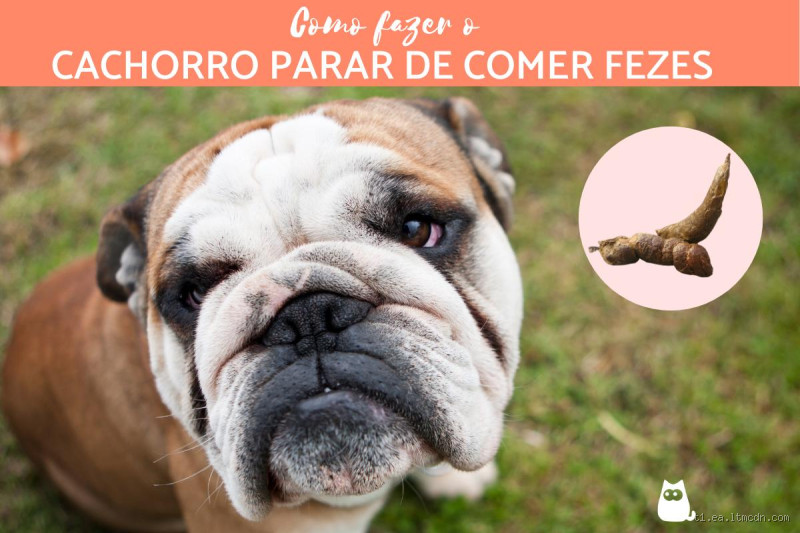 Como diminuir a quantidade de fezes do cachorro?