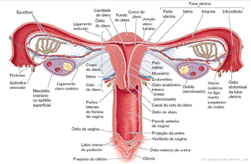 Como é Feita a Queimagem no Útero? Entenda o Processo