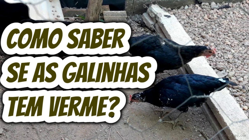 Como saber se a galinha está com vermes? Dicas essenciais para identificar