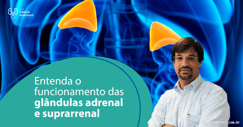 O que a glândula adrenal faz? Entenda suas funções vitais