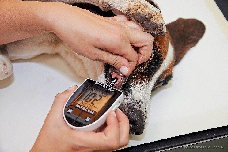 O que causa diabetes em animais? Descubra os principais fatores