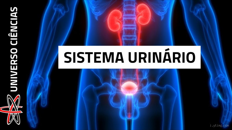 O Que Sai na Urina? Descubra o Que Acontece no Seu Corpo!