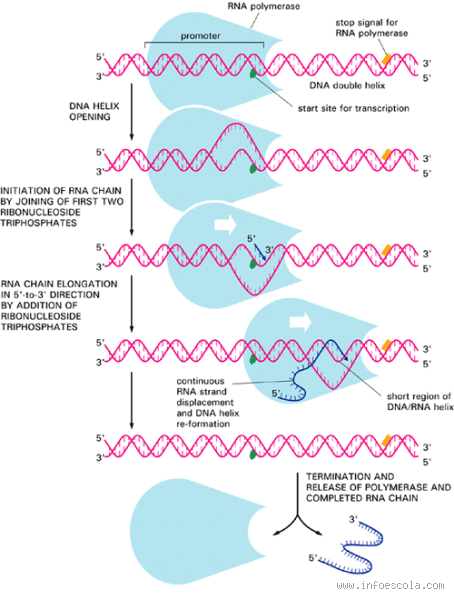 Onde ocorre o processo de transcrição? Entenda essa etapa crucial