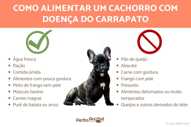 Pode dar ovo para cachorro com a doença do carrapato?