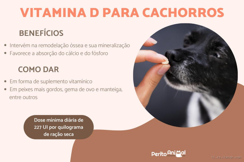 Pode dar vitamina D para cachorro? Cuidado com o excesso!