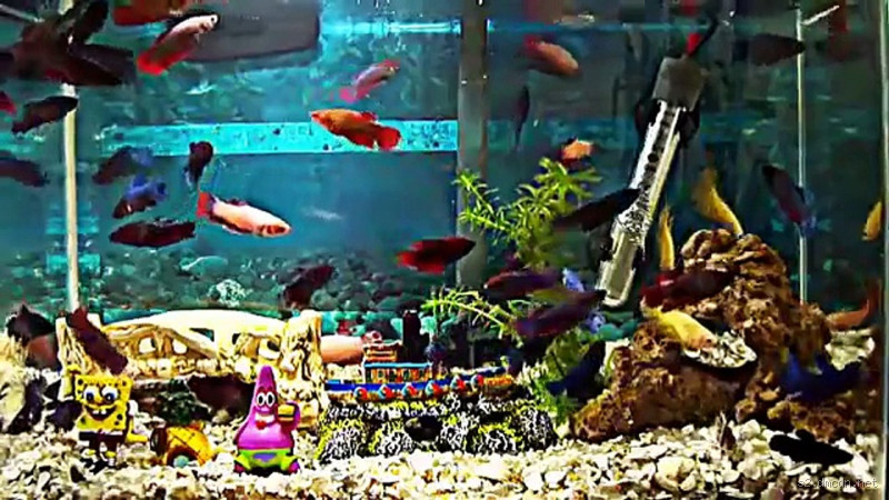 Porque estou cheirando a peixe? Descubra as causas e soluções