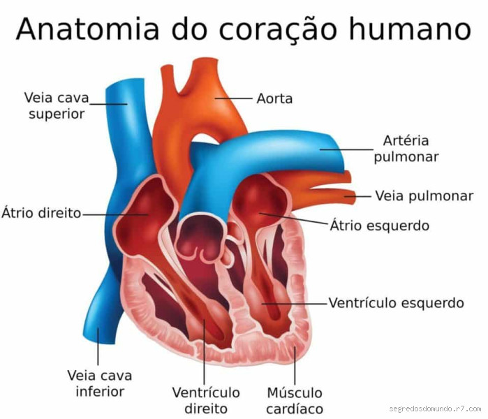 Por que o coração acelera quando deito? Descubra os motivos!