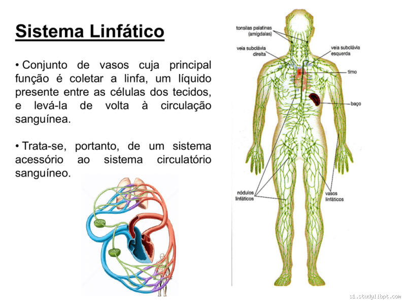 Quais são os pontos da drenagem linfática?