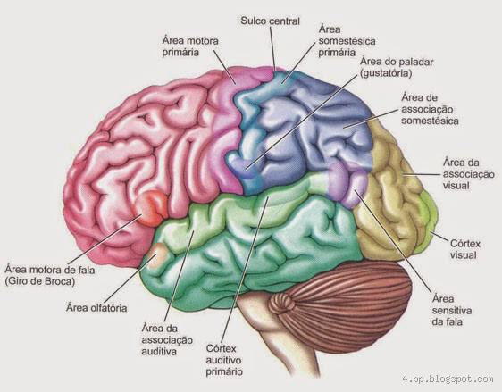 Qual a área do cérebro responsável pelo controle da coordenação motora fina?