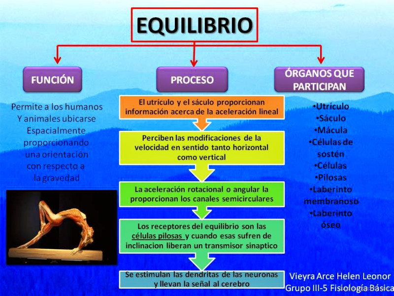 Qual a fisiologia do equilíbrio? Entenda como seu corpo mantém a estabilidade