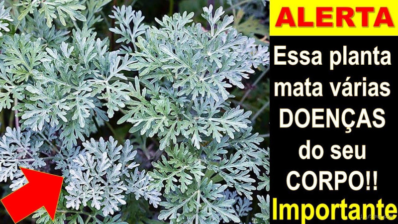 Qual a planta que serve para AVC?