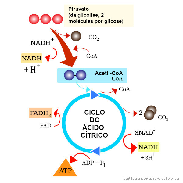 Qual é a etapa metabólica que ocorre tanto na respiração aeróbica quanto na fermentação?