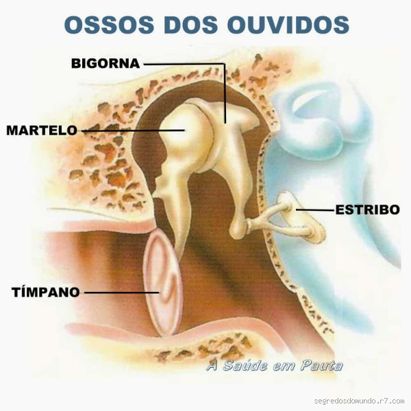 Qual é o menor osso do corpo humano? Descubra este mistério fascinante