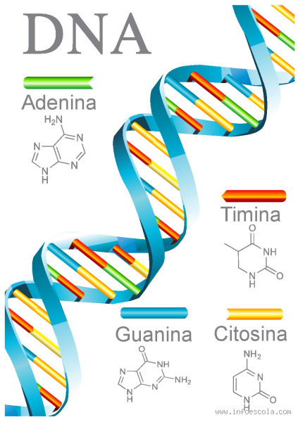 Qual o ácido do DNA? Desvende o mistério por trás dessa molécula essencial!