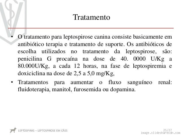 Qual o tratamento para leptospirose em cães? Cuidados essenciais