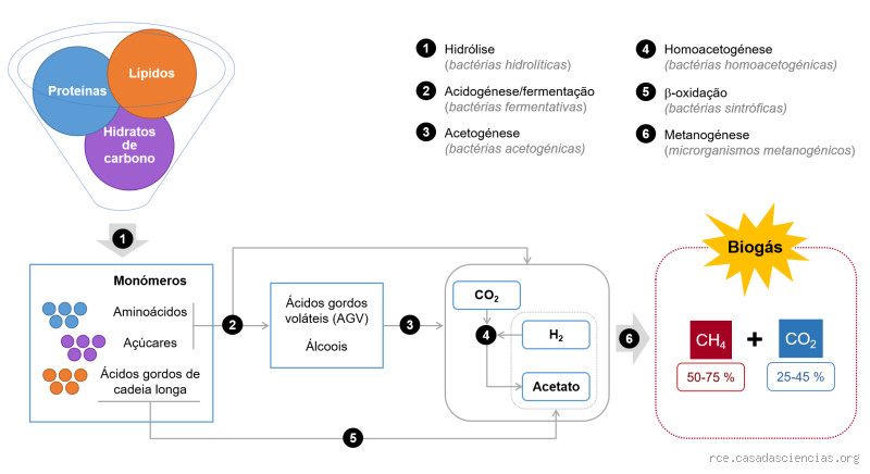 Quando ocorre o processo anaeróbio? Entenda o segredo por trás dessa reação