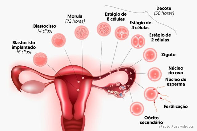 Quanto tempo o óvulo se implanta no útero? Descubra os detalhes do processo