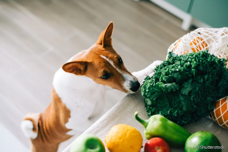 Que fruta dar para cachorro com diarreia? Dicas essenciais para o bem-estar do seu pet