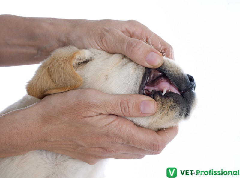 Qual boca é mais suja cachorro ou humano?