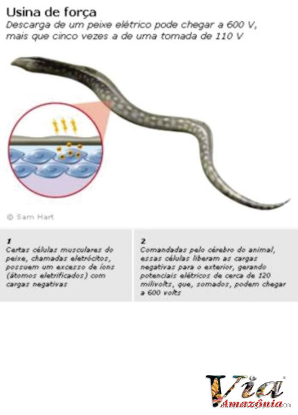 O que dá choque no mar? Cuidado com essas criaturas elétricas!